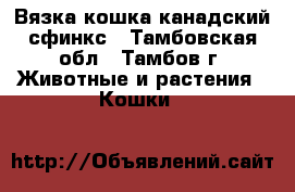 Вязка кошка канадский сфинкс - Тамбовская обл., Тамбов г. Животные и растения » Кошки   
